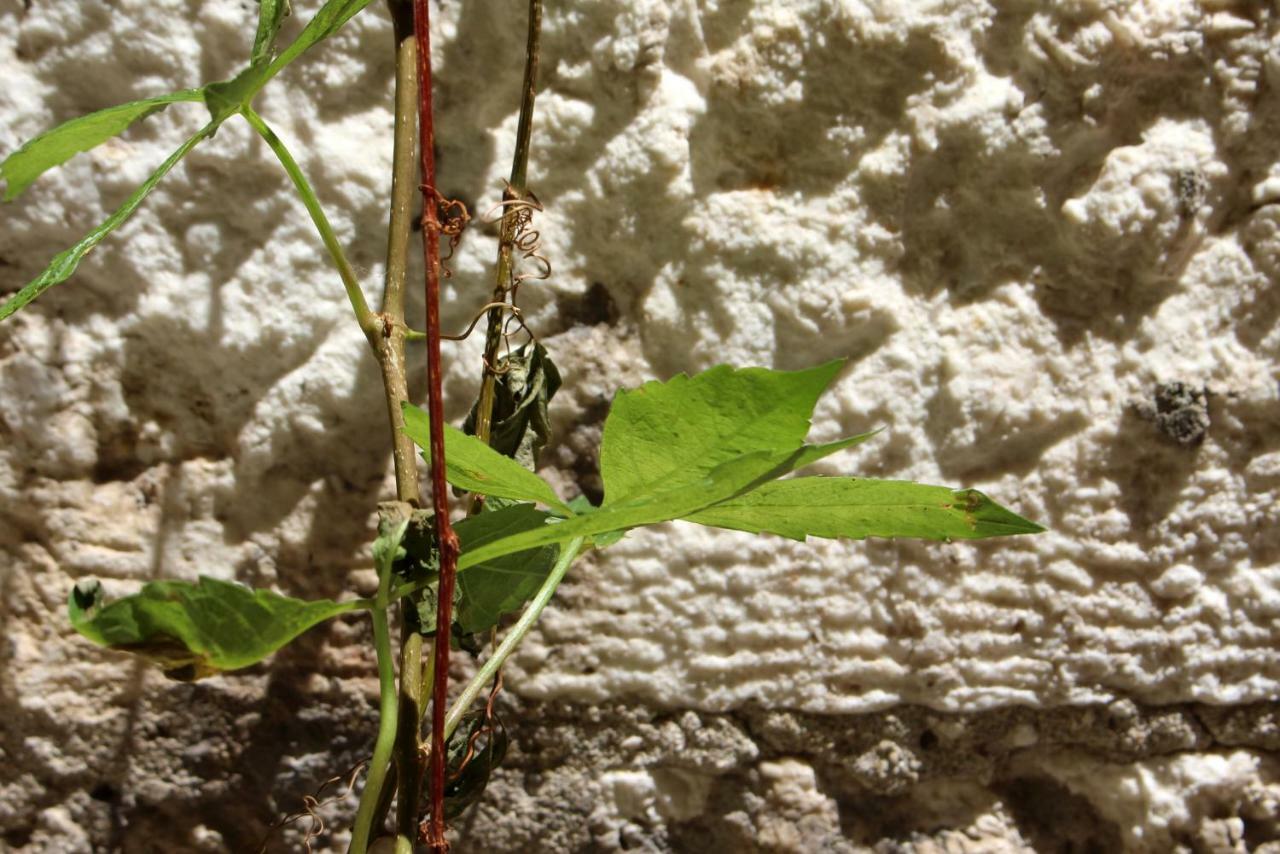 Street Garden Apartment Hvar Town Bagian luar foto